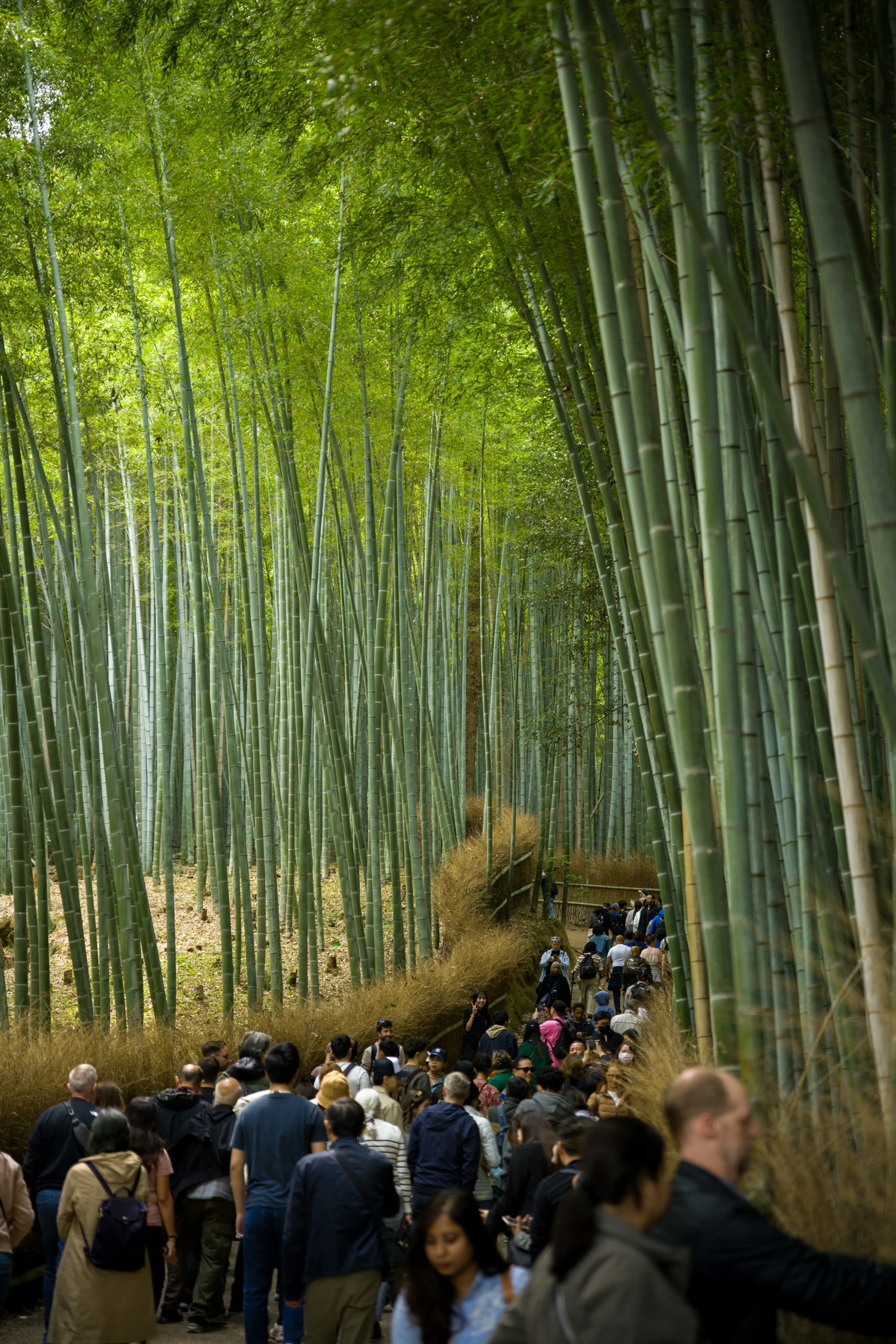 Japan — photograph 4